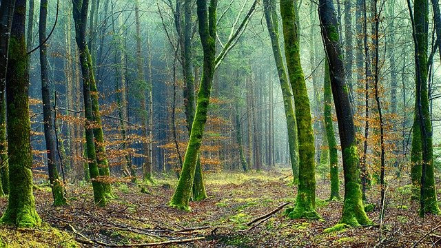 APLICACIONES PARA PLÁSTICOS BIODEGRADABLES